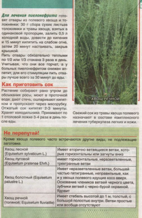Хвощ трава 200 гр. в Казани
